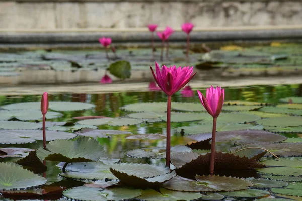 Lotus Fleur Plantée Dans Étang Qui Commencé Fleurir Avec Belles — Photo