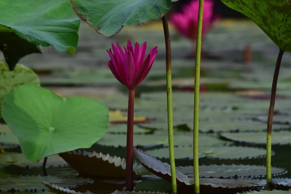 Flor Lótus Plantada Lagoa Que Começou Florescer Com Cores Bonitas — Fotografia de Stock