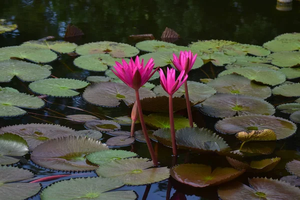 美しい色と自然で開花し始めた池に植えられた蓮の花 — ストック写真