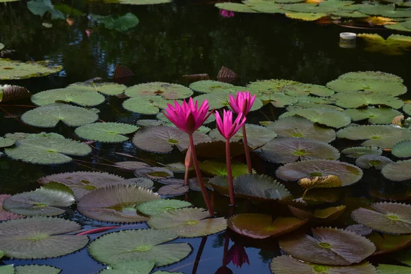 Lotus Fleur Plantée Dans Étang Qui Commencé Fleurir Avec Belles — Photo