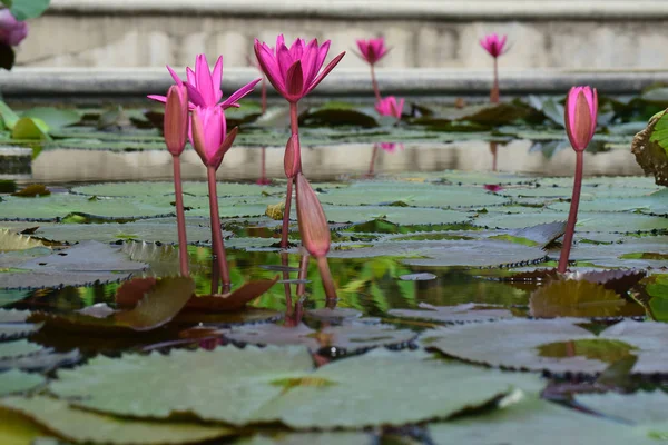 Lotus Fleur Plantée Dans Étang Qui Commencé Fleurir Avec Belles — Photo