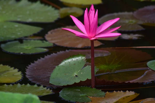 Flor Lótus Plantada Lagoa Que Começou Florescer Com Cores Bonitas — Fotografia de Stock