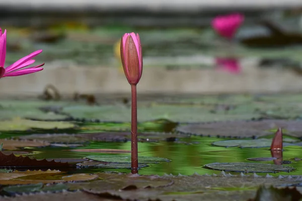 Lotus Fleur Plantée Dans Étang Qui Commencé Fleurir Avec Belles — Photo