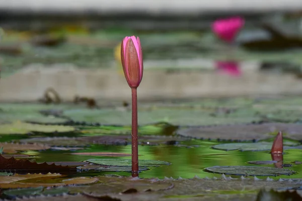 美しい色と自然で開花し始めた池に植えられた蓮の花 — ストック写真