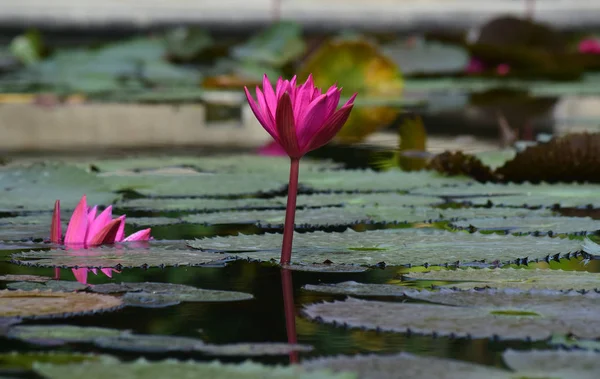 Flor Lótus Plantada Lagoa Que Começou Florescer Com Cores Bonitas — Fotografia de Stock