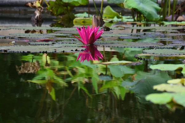 Nilüfer Çiçeği Ekilmeye Başladı Gölete Güzel Renkler Doğal Renklerle — Stok fotoğraf