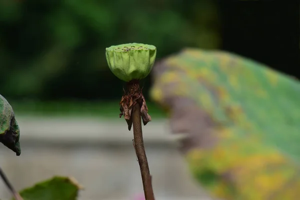 Lluvia Flores Loto Que Está Estanque Semillas Loto Puede Comer — Foto de Stock