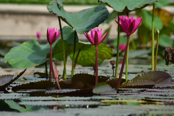 美しい色と自然で開花し始めた池に植えられた蓮の花 — ストック写真