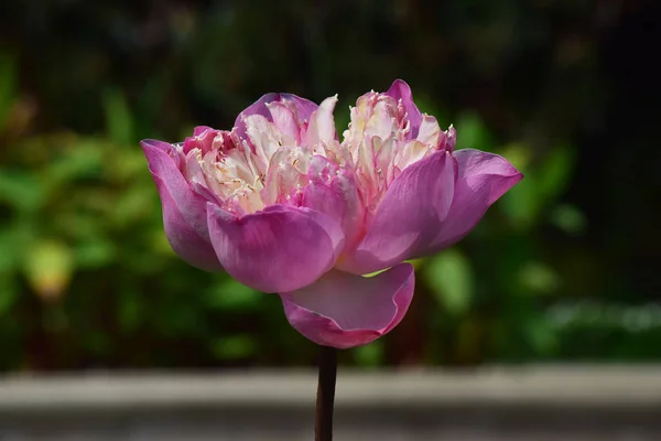 Flor Loto Plantada Estanque Que Comenzado Florecer Con Hermosos Colores —  Fotos de Stock