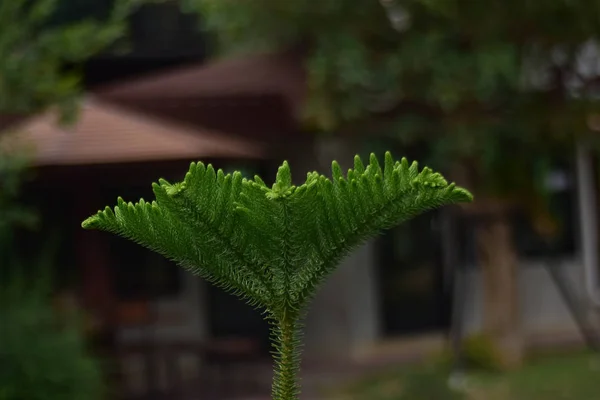 Güzel Yeşil Yapraklar Bahçede Doğal Taze Rahat Görünüyorlar — Stok fotoğraf