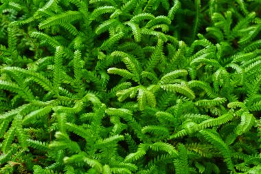 Yosun ve yeşil yapraklar nemli ve serin yerlerde oluşur..