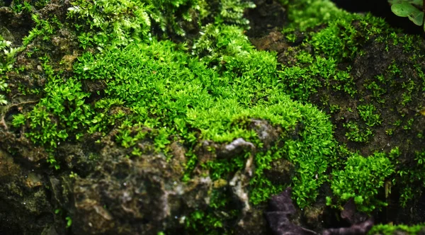 Moss Zöld Levelek Előfordul Nedves Hűvös Helyeken — Stock Fotó