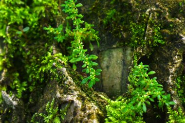 Yosun ve yeşil yapraklar nemli ve serin yerlerde oluşur..
