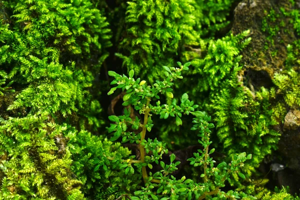 Yosun Yeşil Yapraklar Nemli Serin Yerlerde Oluşur — Stok fotoğraf