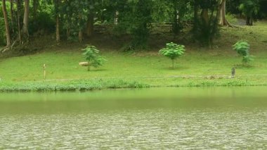  Green nature, leaves, flowing water and wind blowing