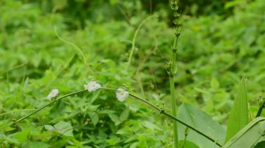  Green nature, leaves, flowing water and wind blowing