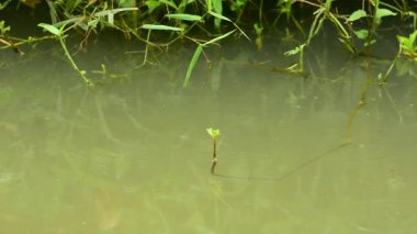  Green nature, leaves, flowing water and wind blowing