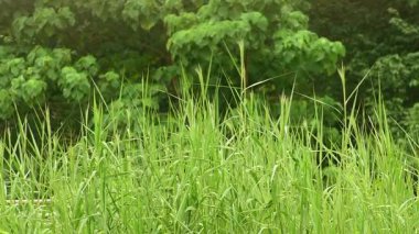  Green nature, leaves, flowing water and wind blowing