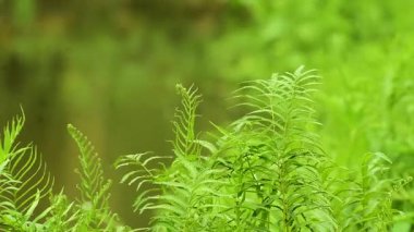  Green nature, leaves, flowing water and wind blowing