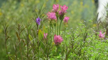  Green nature, leaves, flowing water and wind blowing