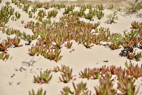 砂の上の植物 カリフォルニア海岸 ハリウッドビーチ 2019年5月 太平洋 — ストック写真