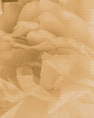 Arka plan bej gül. Efekt texturizer filtre. Illüstrasyon.