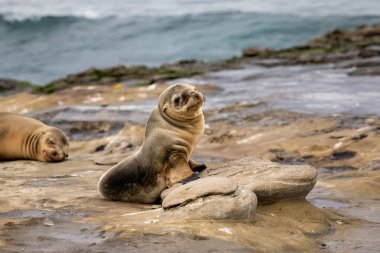 Bebek Deniz Aslan Yavrusu kayalar üzerinde oturan - La Jolla, San Diego, Kaliforniya