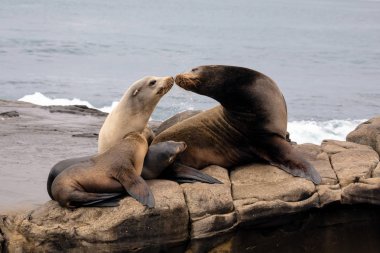 Sea Lion Family sitting on the rocks clipart