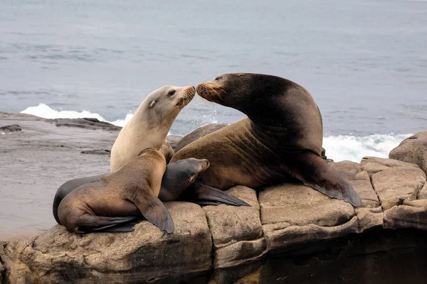 Sea Lion Family sitting on the rocks — Stock Photo, Image