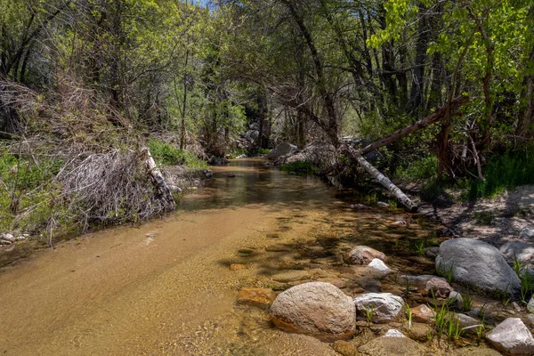 Ormanda ağaç kaplı dağ nehri