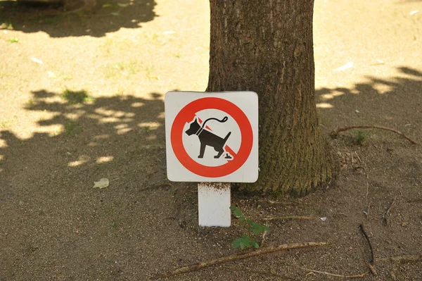 Pointer Dog Walking Prohibited Next Tree Park Summer Spain — Stock Photo, Image