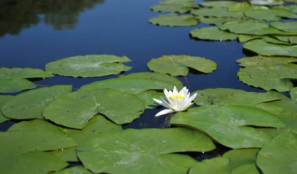 Closeup of a natural, bright white lily flower with large green leaves on the water of a river. Reflection of a flower and trees in clear water. Screensaver white lily flower on the river.