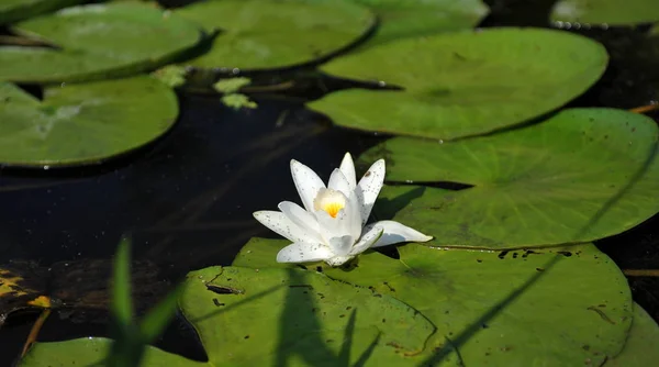 Closeup of a natural, bright white lily flower with large green leaves on the water of a river. Reflection of a flower in clear water. Screensaver white lily flower on the river.