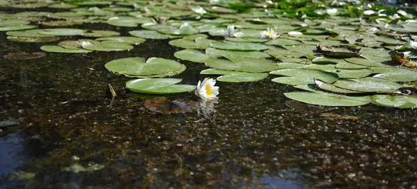 Gran Flor Lirio Blanco Fondo Hojas Redondas Verdes Agua Con — Foto de Stock