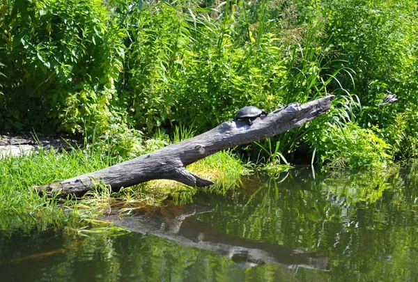 Lively natural little turtle on an old log above the water on the background of bright green bushes along the river. Screensaver turtle on a fallen tree trunk, river bank, in summer, in the afternoon.