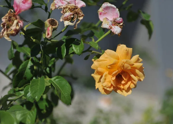 Close-up of a large yellow rose flower, green rose leaves, wilted pink rose flower, against a gray blurred background. In the summer in the park. The rose has faded. Rose petals showered.