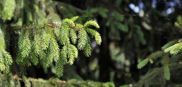 Primo Piano Ramo Naturale Verde Abete Rosso Uno Sfondo Scuro — Foto Stock