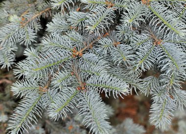 Ladin dalları doğal genç yeşil sürgünler Resmi. Noel ağacının arka plan dalları. Screensaver