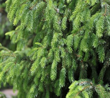 Doğal parlak yeşil yeni dalları yedi. Ekran koruyucu parlak yeşil köknar. Parkta yaz.