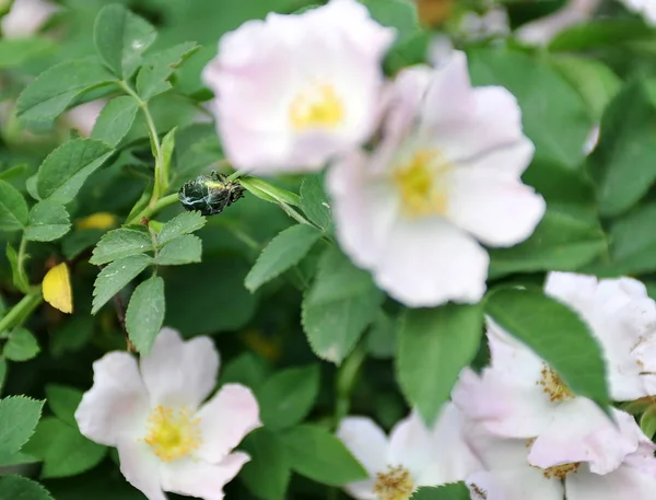 Closeup of green beetle on a background of pink flowers of wild rose with green leaves. Green beetle in the park. Spring, garden, evening.
