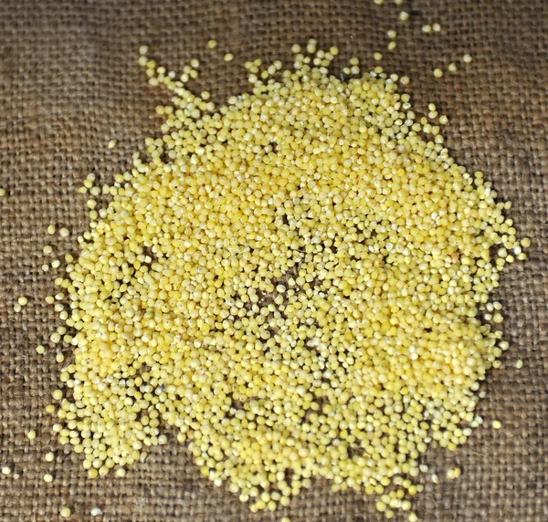 Photo Millet Naturel Sur Fond Toile Jute Fond Millet Jaune — Photo