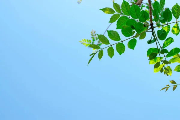 Vista superior Imagem de um galho de árvore com um céu como fundo . — Fotografia de Stock