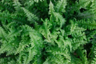 Bahçede yaprak eğrelti otu. Doğa kavramı. Doğa arka planı.