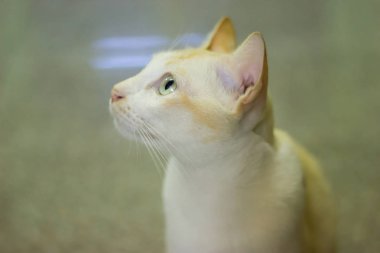 evde bir şey bakarak kedi.