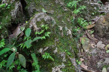 Ormandaki kayalarda yosun ve yapraklar. Doğal