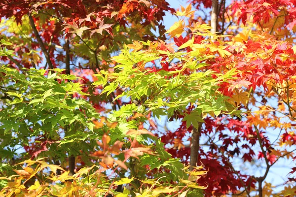 Maple Leaves Autumn Season — Stock Photo, Image