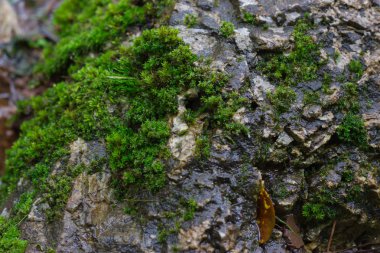 Bahçede birçok yosun kayaların üzerindedir. Doğal arka plan.