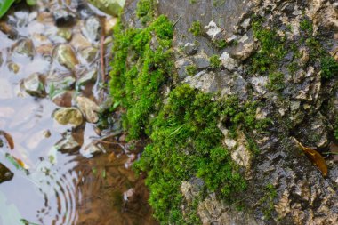 Birçok yosun parkta şelale yakınında kayalar üzerinde bulunmaktadır. Doğal arka plan.