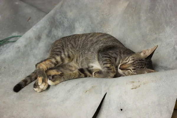 Katzenschlaf Entspannter Zeit — Stockfoto