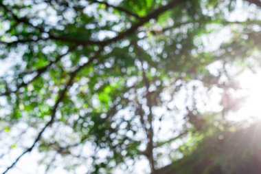 Bulanık fotoğraf. Sabah ışığı.